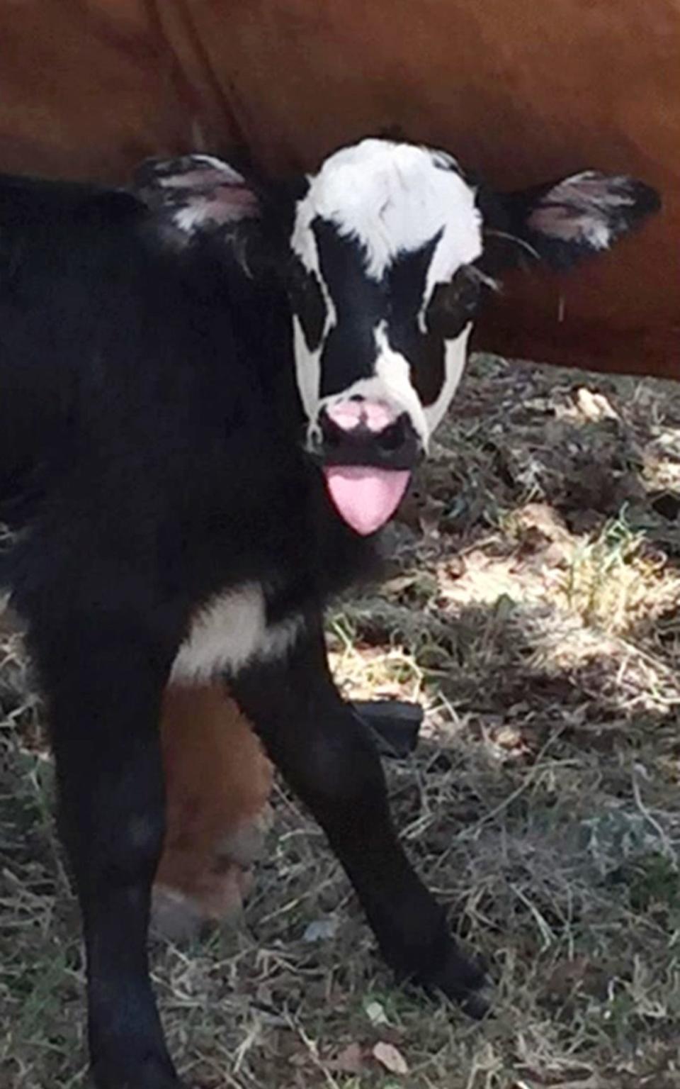 A newborn calf named Genie with facial marking that resemble Gene Simmons - Credit: AP