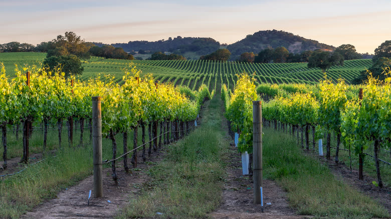 Vineyards in Healdsburg