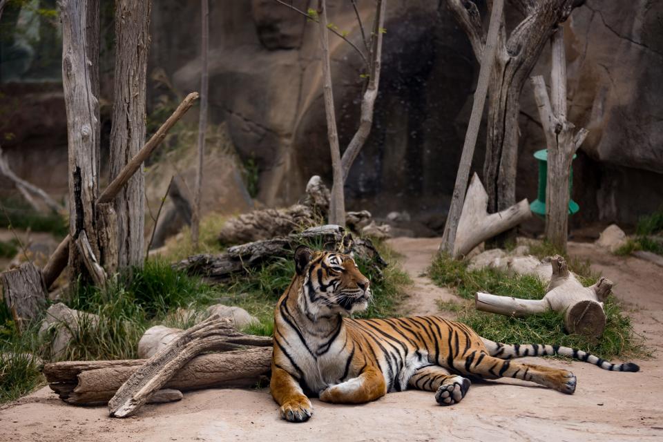 The Malayan Tiger at the El Paso Zoo on Saturday, March 30, 2024.