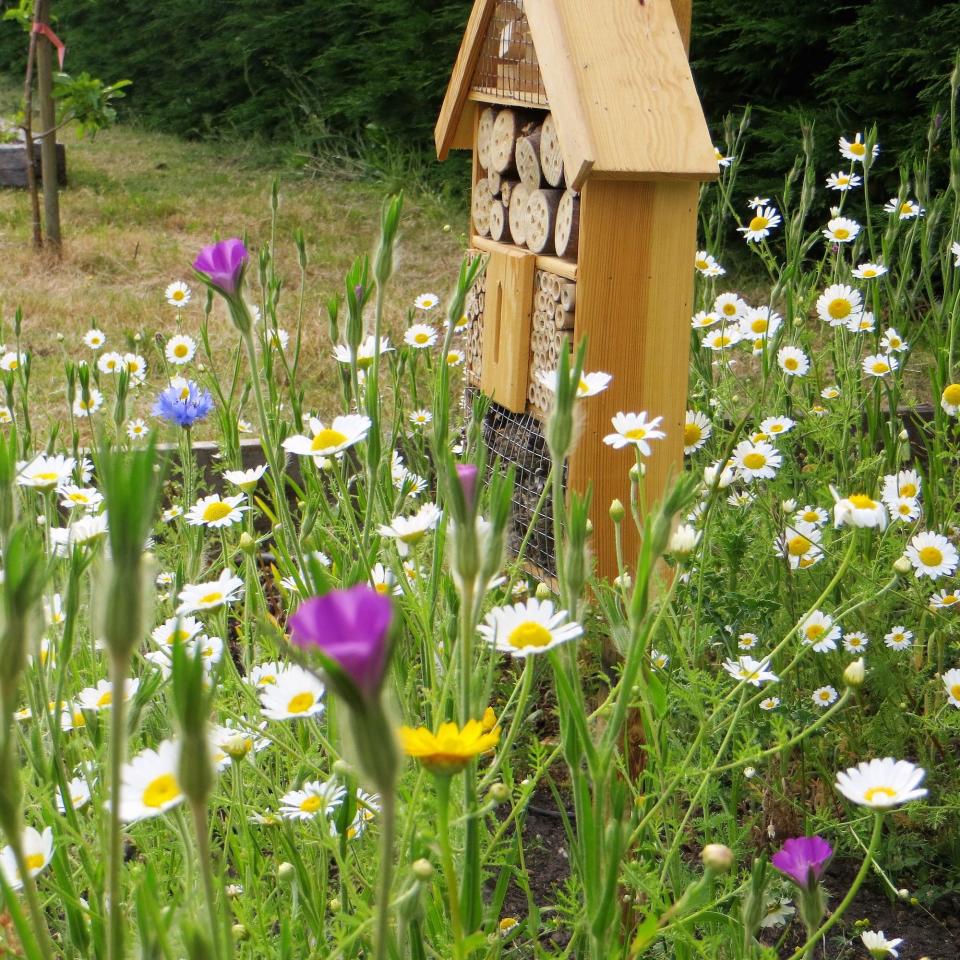 bug hotel and wildflowers in garden