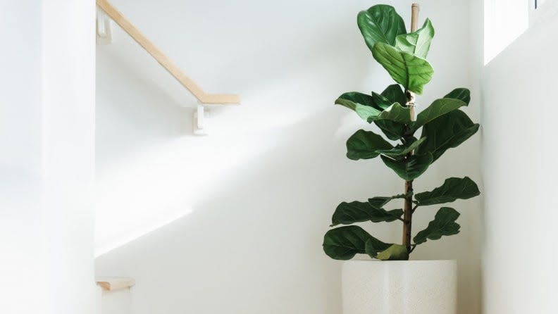 Fiddle-leaf figs are known for their violin-shaped leaves and can grow up to 10 feet as a houseplant.