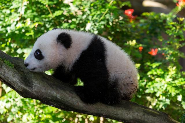 Smart tech is helping to save China's giant pandas