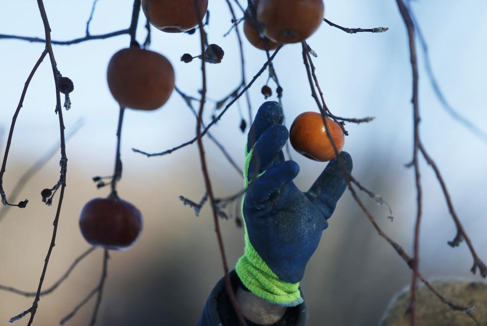 Orchard Manager Gilles Drille picks apples from a tree for the ice harvest to make ice cider on the 430-acre apple orchard and cidery at Domaine Pinnacle in Frelighsburg, Quebec