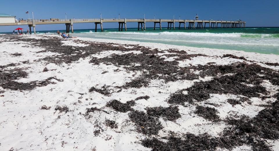 Sargassum is a type of brown seaweed that is washing up in large amounts on beaches in Florida, including the Panhandle. It is seen here near the Okaloosa Island Fishing Pier.