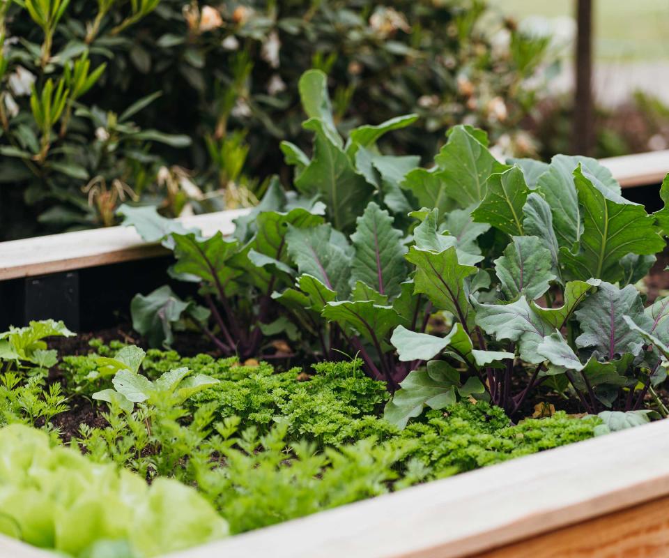 vegetables growing in raised bed