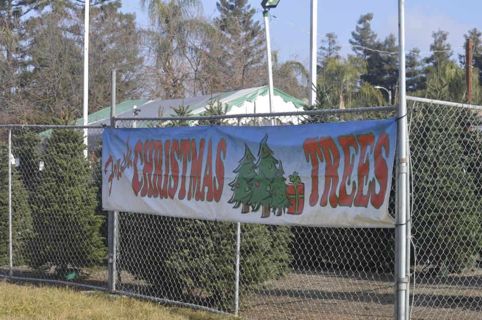 Christmas trees for sale in Visalia, California