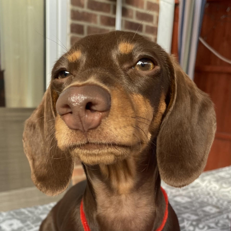 closeup of dog's face