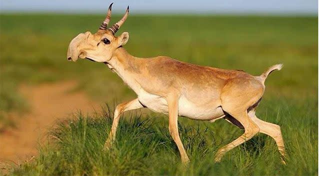 Saiga antelopes are known for their lyre-shaped horns and protruding noses. Source: Saiga Conservation Alliance