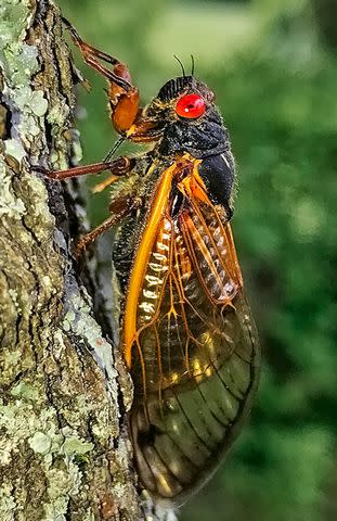 <p>Gene Kritsky, Mount St. Joseph University</p> A close up shot of a periodical cicada