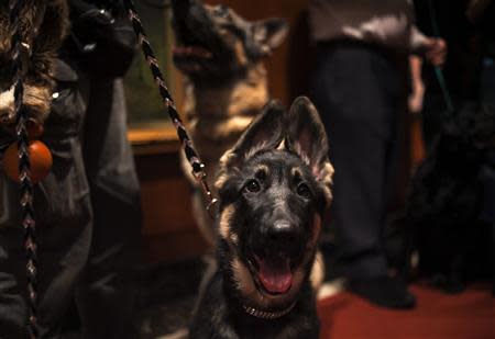 A German Shepherd puppy is seen at the American Kennel Club (AKC) in New York January 31, 2014. The REUTERS/Eric Thayer