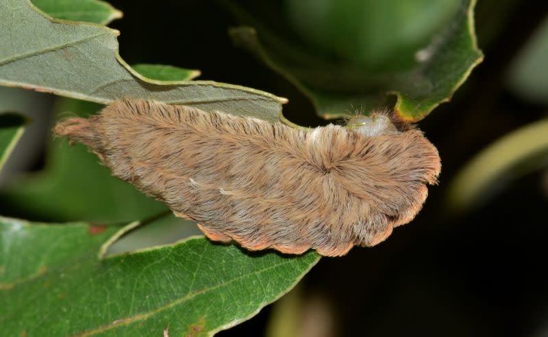 Une jeune texane de 5 ans a fini à l’hôpital après avoir été piquée par une “Southern Flannel Moth Caterpillar” ou chenille-chat (en photo) (Photo via Pixabay)