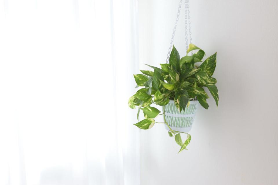 4) Pothos