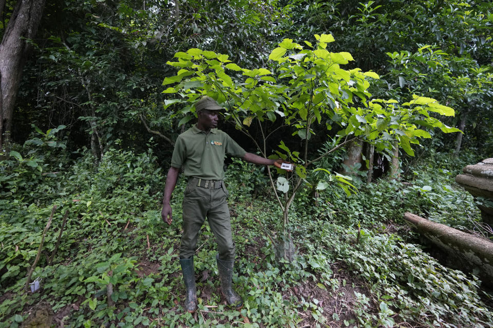 A ranger shows trees recently planted at a site that was once a cocoa cultivation plot in the Omo Forest Reserve in Nigeria on Monday, July. 31, 2023. Omo Forest Reserve, a tropical rainforest in Nigeria's southwest, faces threats from excessive logging, uncontrolled farming, and poaching. (AP Photo/Sunday Alamba)