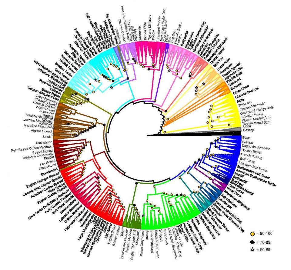 Geneticists grouped different dogs together based on how closely they are related (NIH Dog Genome Project)