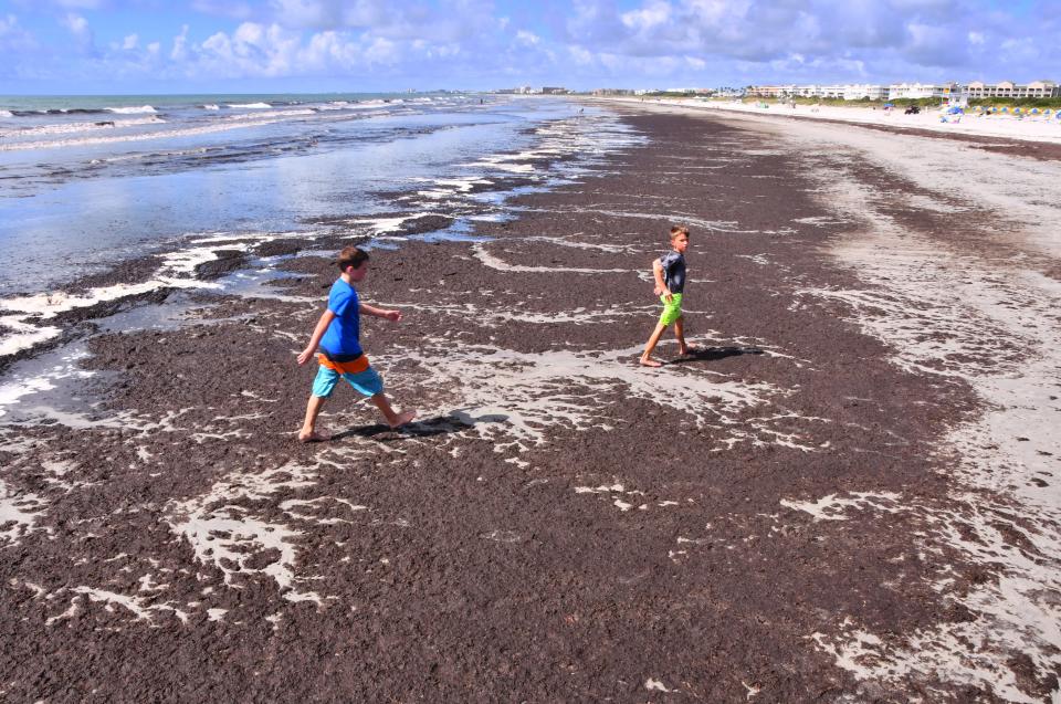 Boys playing in the surf at Jetty Park walk through the seaweed blanketing the beach at the park. 