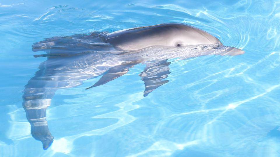 Winter the dolphin