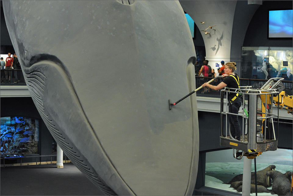 The American Museum of Natural History's blue whale gets its head vacuumed in 2014.