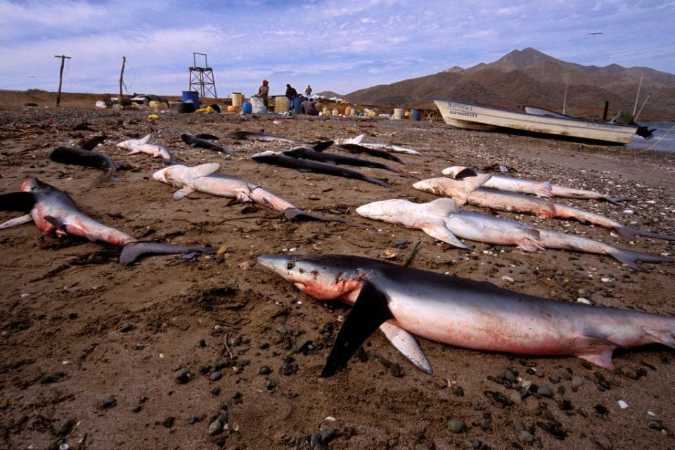 Dozens of dead sharks left on a beach to rot after their fins are removed for shark fin soup.