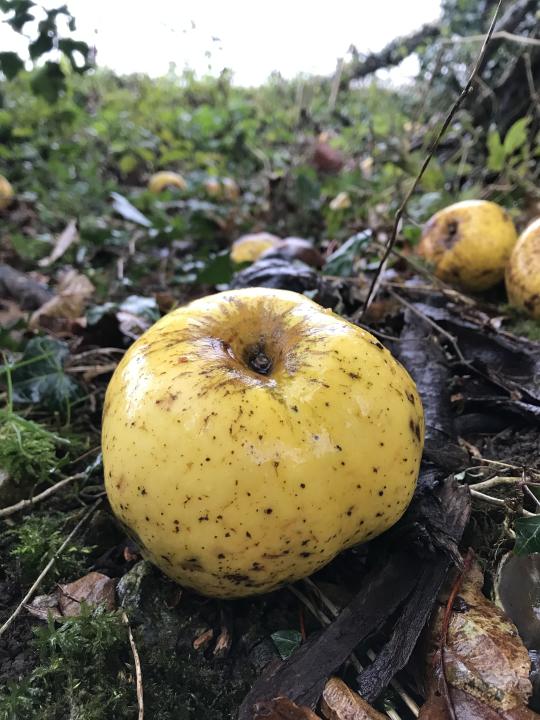 The apple tree is growing wild in woodland in Wiltshire (Hannah Thomas/PA)