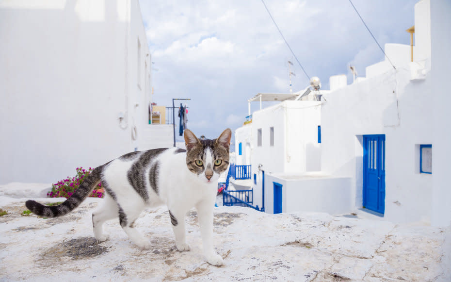 <p>It may be tempting to make your kitty a little drowsy for a long trip, but it's not the best idea on a plane. The changes in altitude can cause respiratory and cardiovascular problems.</p>