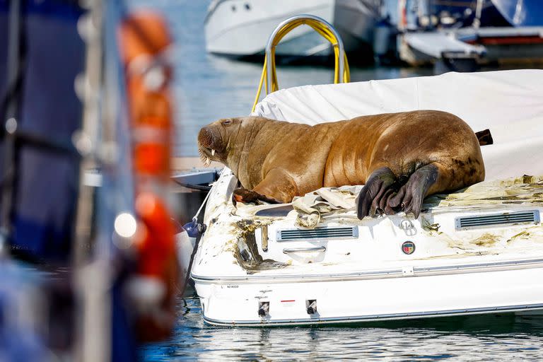 (FILES) This file photo taken on July 19, 2022 shows young female walrus nicknamed Freya resting on a boat in Frognerkilen, Oslo Fjord, Norway. - Freya that attracted crowds while basking in the sun of the Oslo fjord was euthanised, Norway officials said on Sunday, August 14, 2022. "The decision to euthanise was taken on the base of a global evaluation of the persistent threat to human security," the head of Norway's Fisheries Directorate said in a statement. (Photo by Tor Erik Schrøder / NTB / AFP) / Norway OUT