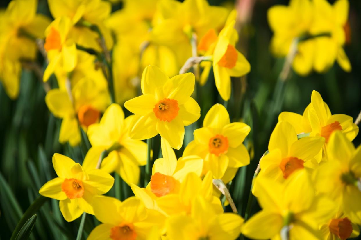 daffodils during spring in queenstown, new zealand