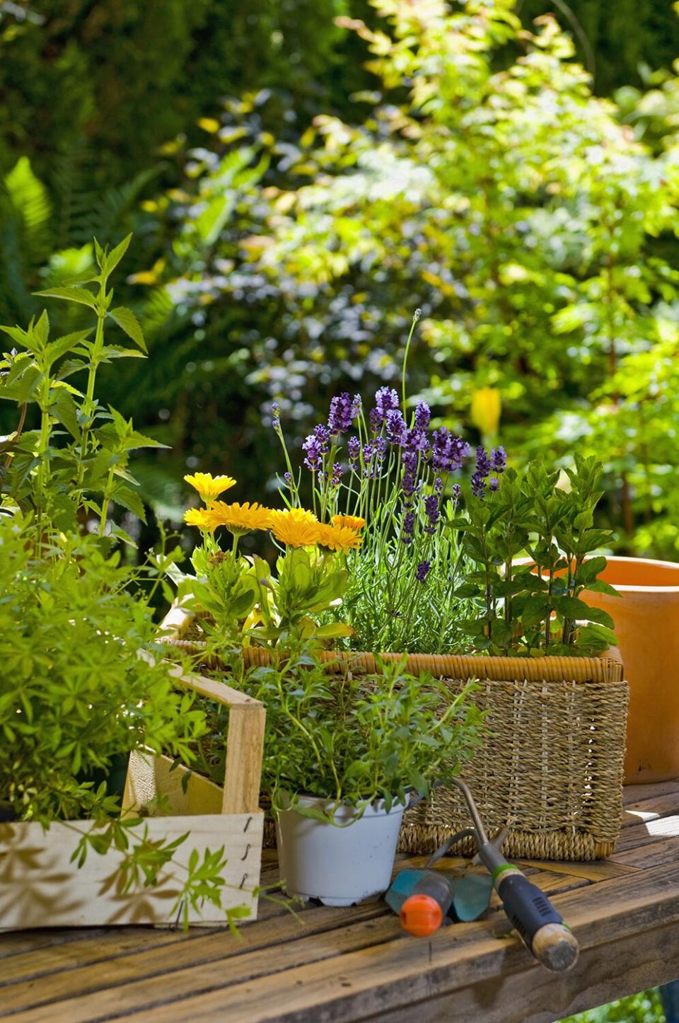 Flowers and gardening tools