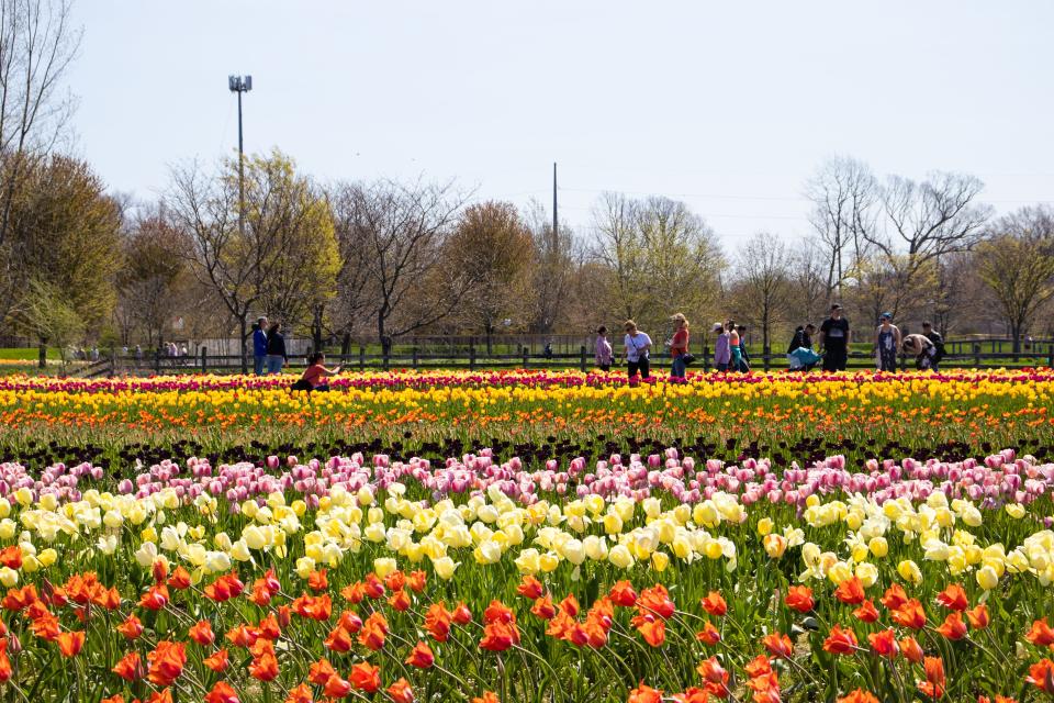 Rows of tulips with people taking pictures everywhere