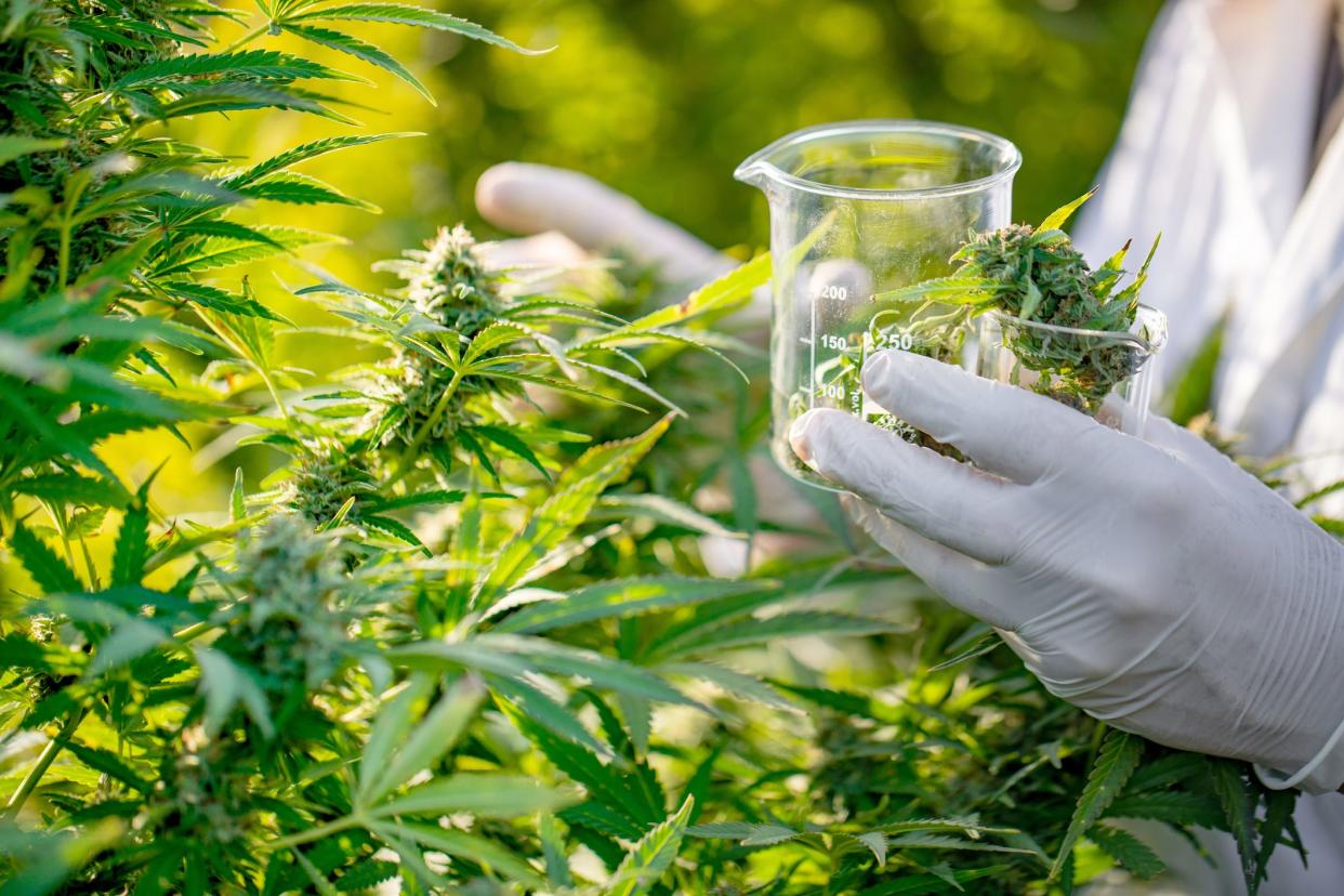 To make an informed decision on State Question 820, it's important to understand the latest research on cannabis, doctors say.