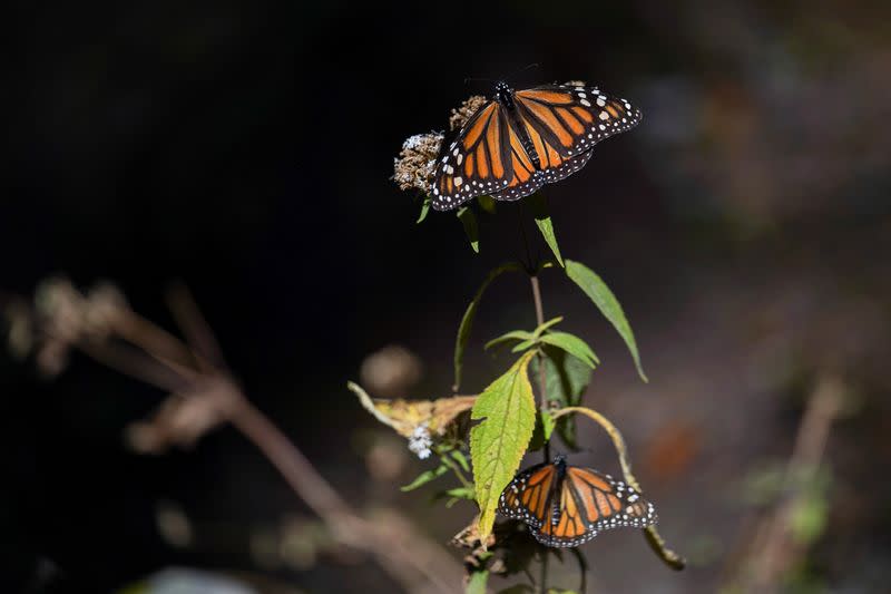 Monarch butterflies sit on a plant at El Rosario sanctuary, in El Rosario