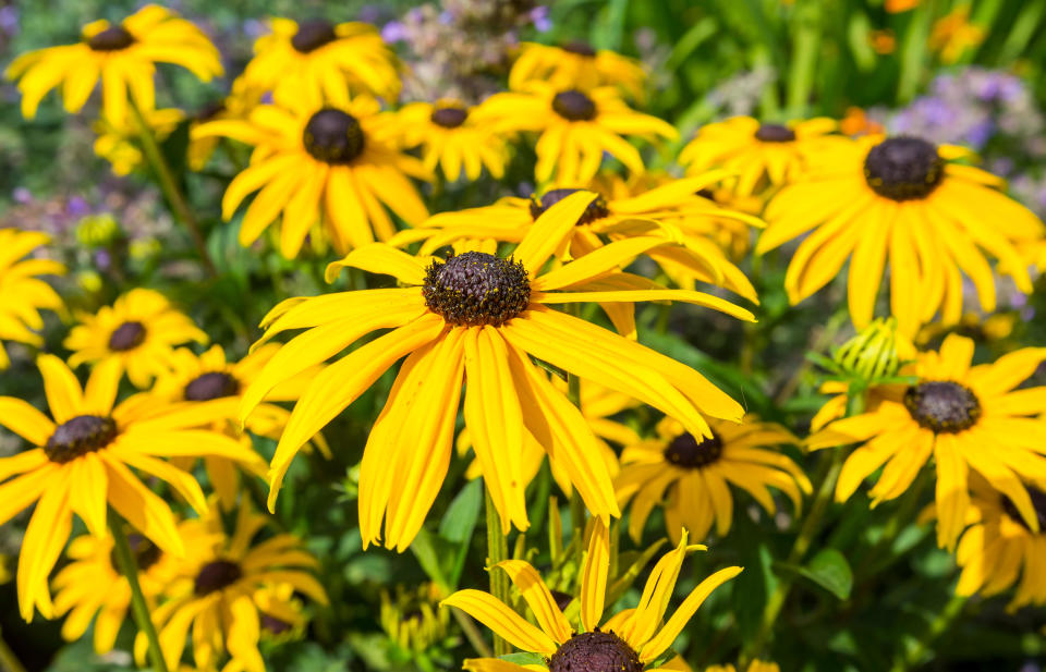 RUDBECKIA