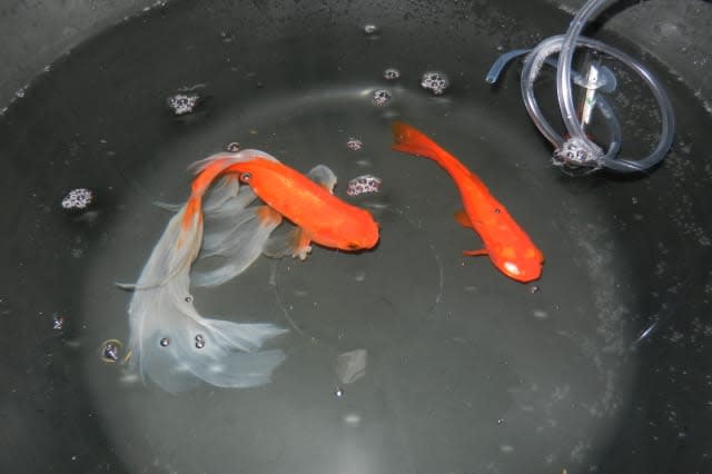 Undated Inglis Veterinary Centres handout photo of Star (right) and aquarium partner Nemo as they rejoined each other after their operations. PRESS ASSOCIATION Photo. Issue date: Monday March 9, 2015. Two pet goldfish are recovering after undergoing almost ï¿½500 worth of medical treatment. Star had a blind, cancerous eye removed in an operation involving a team of vets from Inglis Veterinary Hospital in Dunfermline, Fife. On the same day they removed a lump from Star's aquarium partner Nemo, with both operations costing the owner almost ï¿½500. See PA story ANIMALS Goldfish. Photo credit should read: Inglis Veterinary Centres/PA WireNOTE TO EDITORS: This handout photo may only be used in for editorial reporting purposes for the contemporaneous illustration of events, things or the people in the image or facts mentioned in the caption. Reuse of the picture may require further permission from the copyright holder.