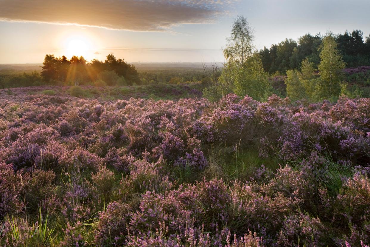 There's more to Belgium that wet weather and bureaucracy. Hoge Kempen National Park is a pristine expanse of heath and pine forest - This content is subject to copyright.