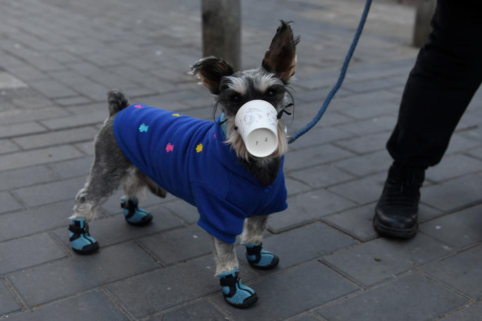 TOPSHOT - A dog wears a paper cup over its mouth on a street in Beijing on February 4, 2020. - The number of total infections in China's coronavirus outbreak has passed 20,400 nationwide with 3,235 new cases confirmed, the National Health Commission said on February 4. (Photo by GREG BAKER / AFP) (Photo by GREG BAKER/AFP via Getty Images)