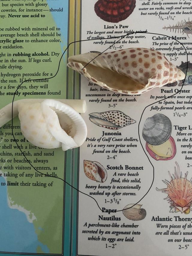 names of seashells