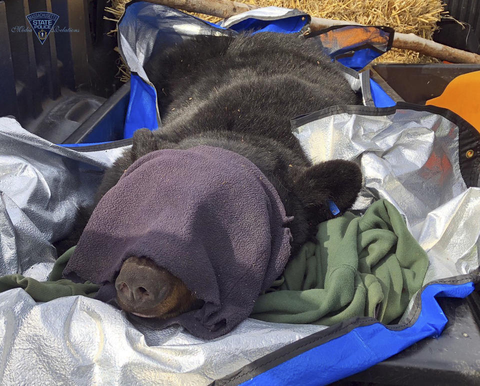 This photo released Thursday, March 14, 2019, by the Massachusetts State Police and Massachusetts Environmental Police shows a mother bear that was tranquilized so she and her cubs could be relocated to a nearby forest from a den they had set up in the median of Route 2 in Templeton, Mass. (Massachusetts State Police and Massachusetts Environmental Police via AP)