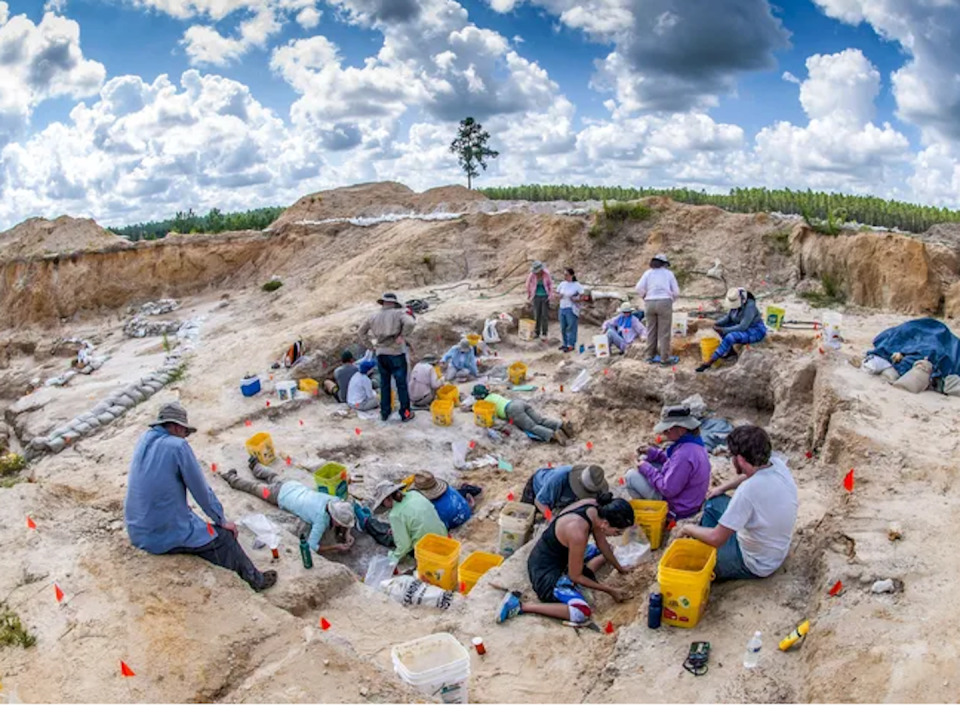 Αυτή τη στιγμή πραγματοποιούνται ανασκαφές στη θέση απολιθωμάτων Montbrook στη Φλόριντα.  Μουσείο της Φλόριντα/Τζεφ Γκέιτζ