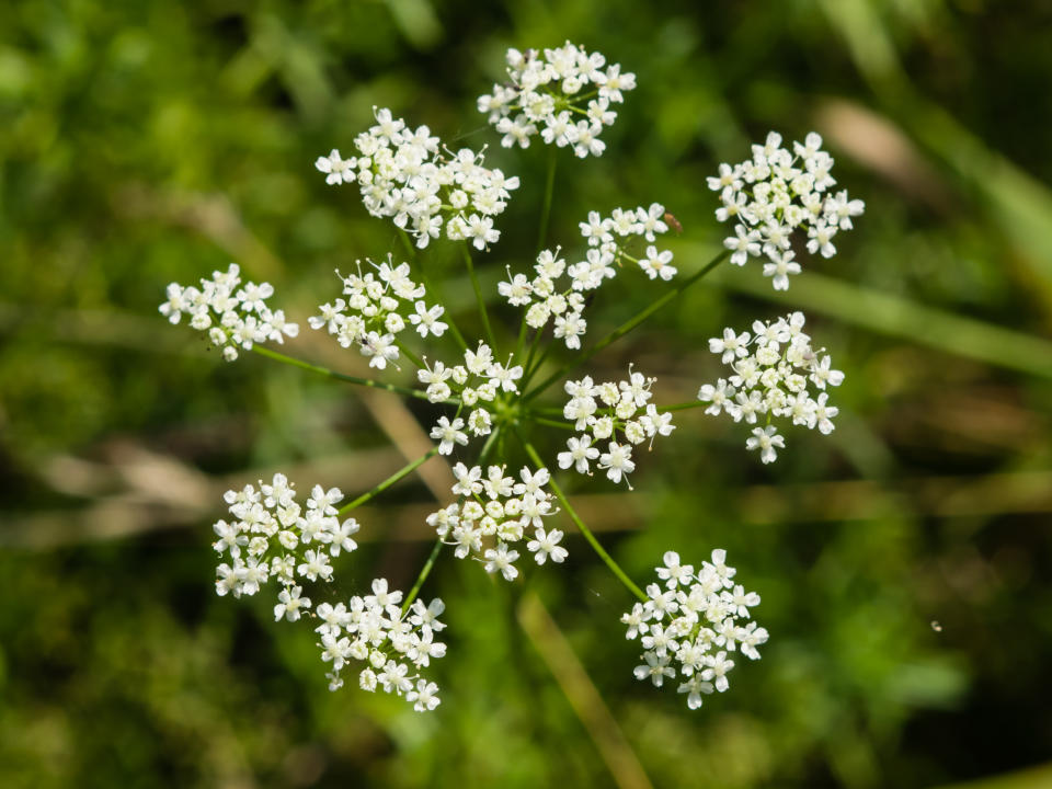 Aegopodium podagraria, bishop's weed, flower macro, selective focus. (Getty Images)