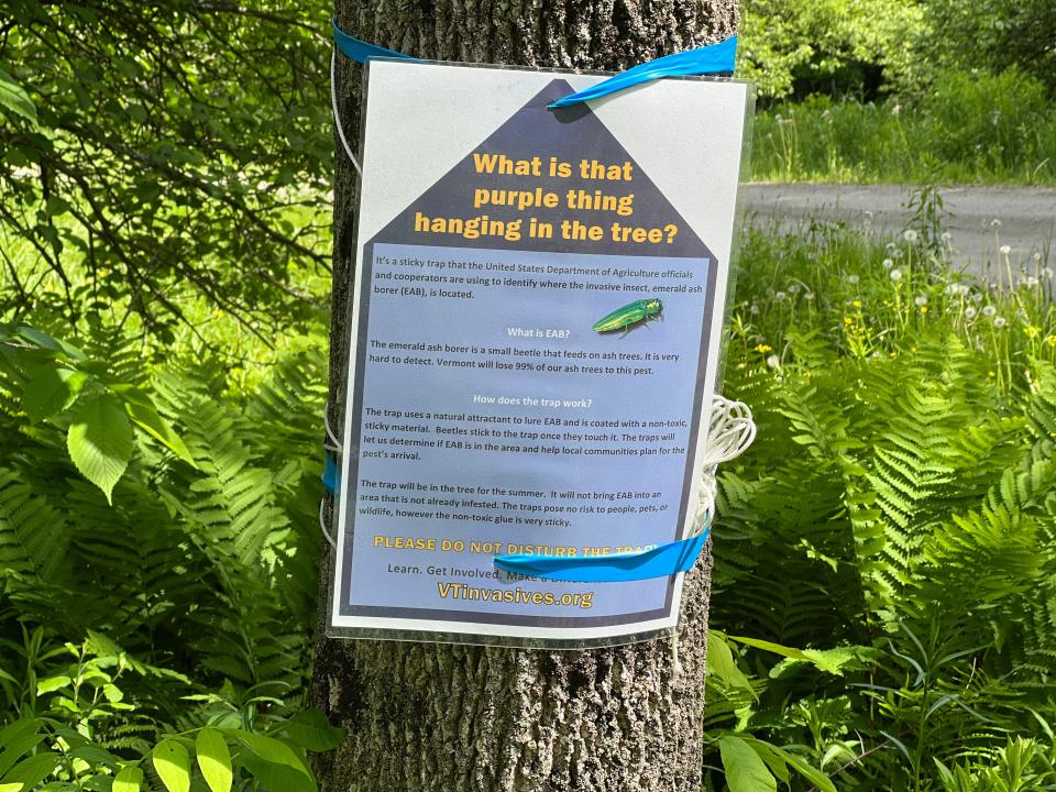 A notice about an emerald ash borer trap in a tree on the Lamoille Valley Rail Trail near Danville, pictured June 11, 2023.