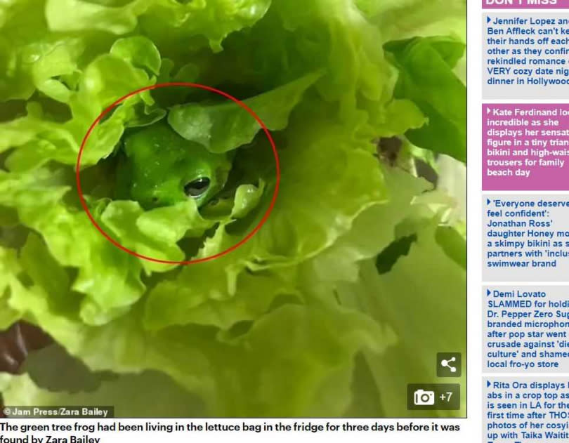 澳洲1名少女在超市購入一包茼蒿菜，放進冰箱3天後竟在其中發現一隻綠色樹蛙。（圖／翻攝自Dailymail）