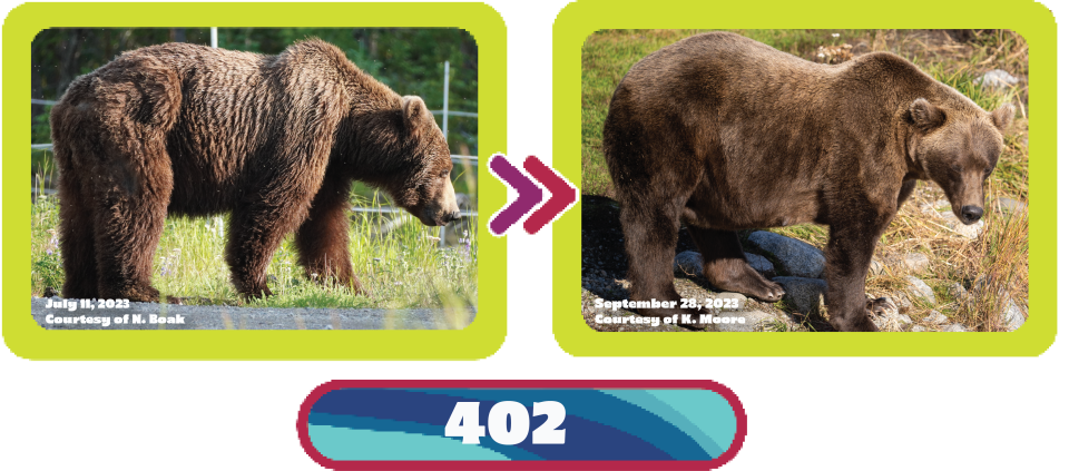 See the transformation of Bear 402 from July to September in 2023. / Credit: N. Boak/National Park Service (left) and K. Moore/National Park Service (right)