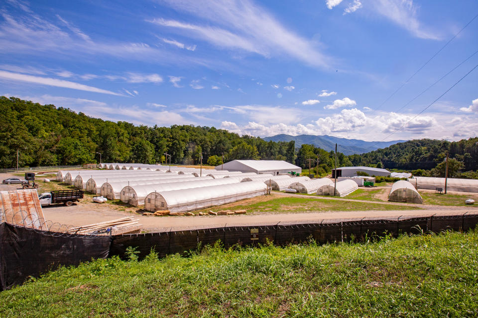 Marijuana plants grow on a farm owned and operated by Qualla Enterprises, LLC in Cherokee, N.C., on Sept. 1, 2023. (Madison Hye Long for NBC News)