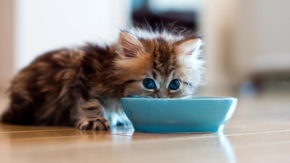 Kitten eating