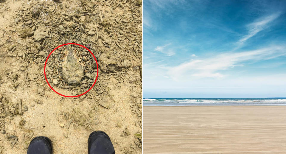 Stonefish found in sand on Australian beach.