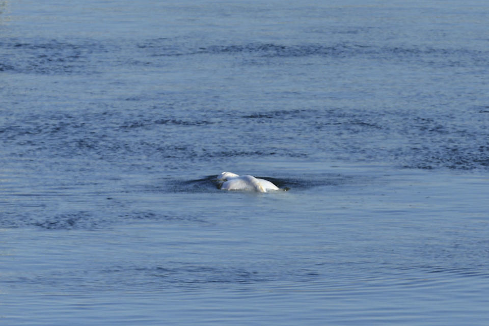 The Beluga whale swims in the lock of Notre Dame de la Garenne prior to be moved, in Saint-Pierre-la-Garenne, west of Paris, France, Tuesday, Aug. 9, 2022. French environmentalists are moving a dangerously think Beluga that had strayed into the Seine River last week to a salt-water river basin to try and save its life. Lamya Essemlali, president of Sea Shepherd France, said the ethereal white mammal measuring 4-meters will be transported to the salty water for "a period of care" by medics who suspect the mammal is sick. (AP Photo/Aurelien Morissard)