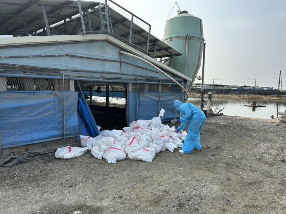 禽流感再起！彰化大城鄉一處土雞場遭危害，動防所撲殺近萬隻土雞，籲請養禽場全面強化自衛防疫。（圖：彰化動防所提供）