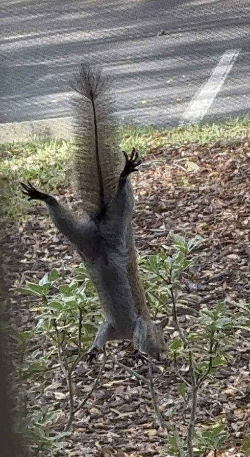 Squirrel standing upright with paws spread on a window, with foliage and a road in the background