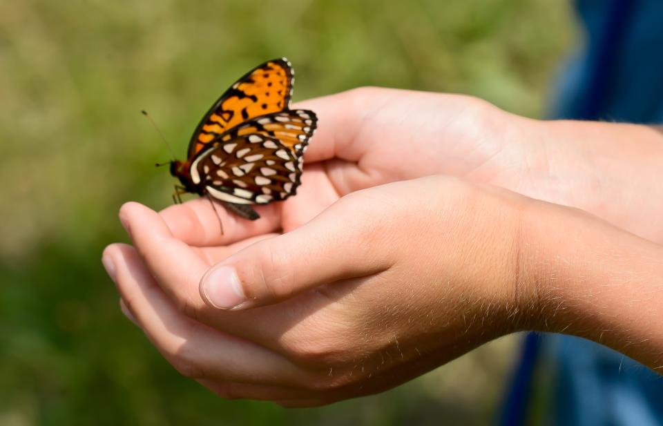 Tours of the grasslands at Fort Indiantown Gap, home to the only population of the rare Regal Fritillary butterfly in the eastern United States will be held July 4-7 this year. Those wishing to go one one of these tour must have a permit.