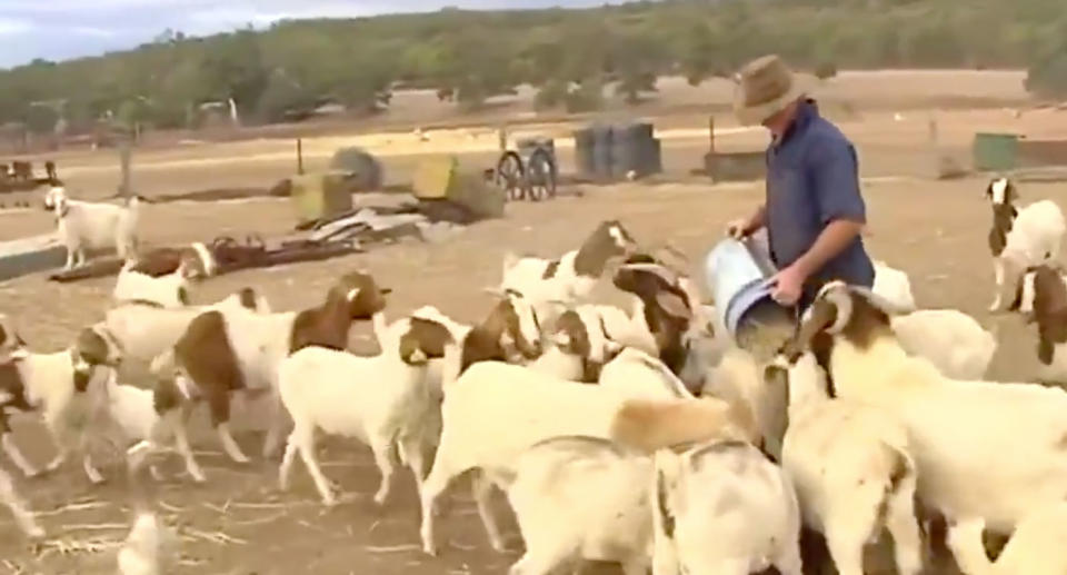 Mr Jones made headlines when it was revealed he was facing shooting 1200 sheep and burying them in a hole on his property. Source: 7 News