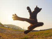 <p><span>Hiskata, who is from Kyushu, Japan, said people have been surprised by the cats’ poses: “Everyone says, ‘I have never seen that.'” </span>(Photo: Hisakata Hiroyuki/Caters News) </p>